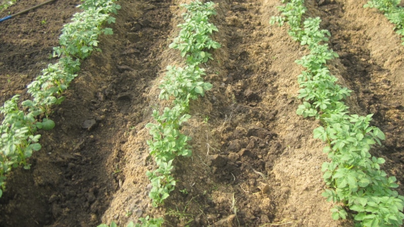 How to plant and grow potatoes in the garden