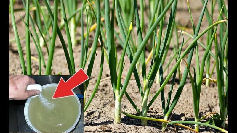 How to properly water onions in open ground and in a greenhouse