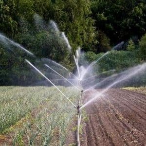 How to properly water onions in open ground and in a greenhouse