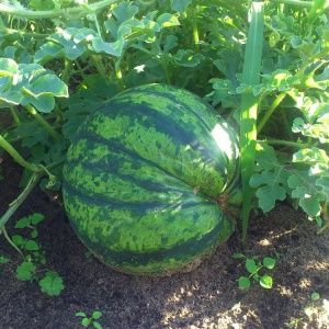 How to plant and grow watermelon correctly
