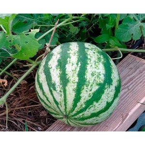 How to plant and grow watermelon correctly