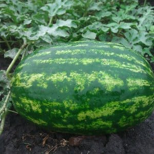 How to plant and grow watermelon correctly