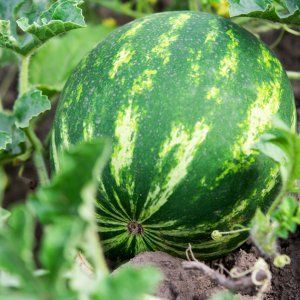 How to plant and grow watermelon correctly