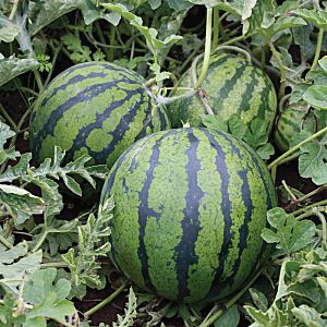 How to plant and grow watermelon correctly