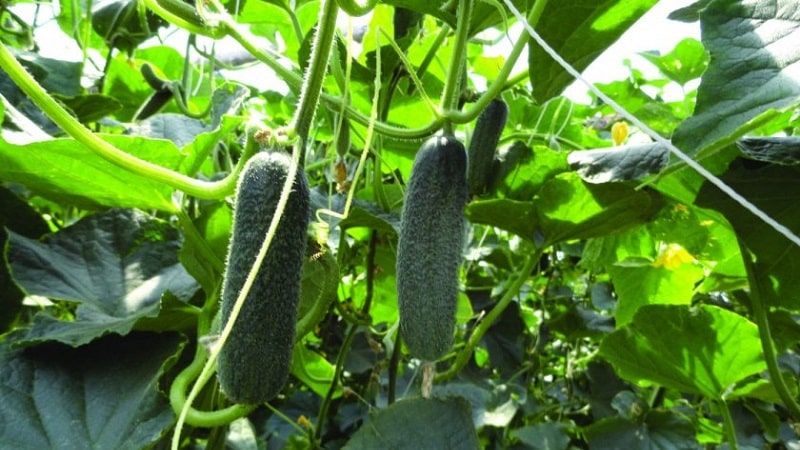 How to properly grow the Dutch hybrid cucumber Trilogy f1 to achieve a good harvest
