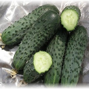 How to properly grow the Dutch hybrid cucumber Trilogy f1 to achieve a good harvest