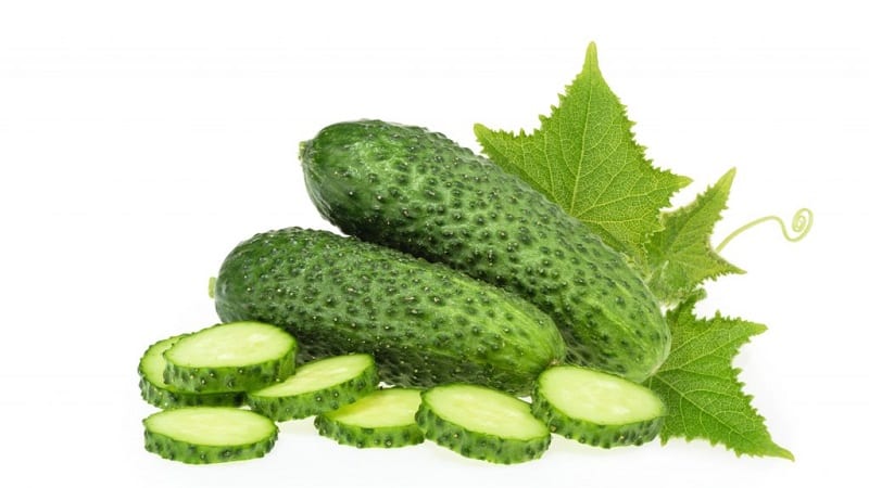 How to properly grow the Dutch hybrid cucumber Trilogy f1 to achieve a good harvest