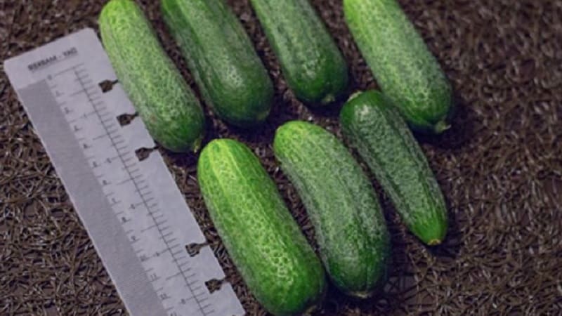 How to properly grow the Dutch hybrid cucumber Trilogy f1 to achieve a good harvest