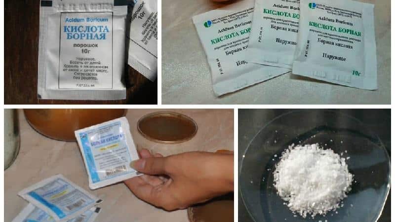 How to prepare a boric acid solution for tomato ovaries: proportions and instructions for processing tomatoes