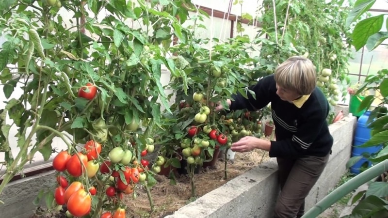 How to prepare a boric acid solution for tomato ovaries: proportions and instructions for processing tomatoes