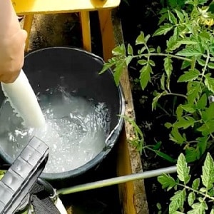 How to use late blight serum on tomatoes: fight the disease effectively, quickly and on a budget