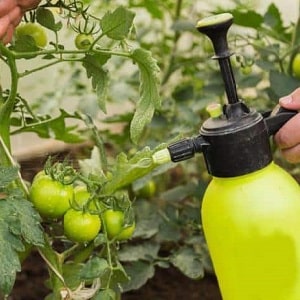 How to use late blight serum on tomatoes: fight the disease effectively, quickly and on a budget