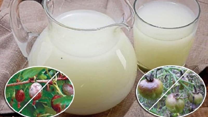 How to use late blight serum on tomatoes: fight the disease effectively, quickly and on a budget