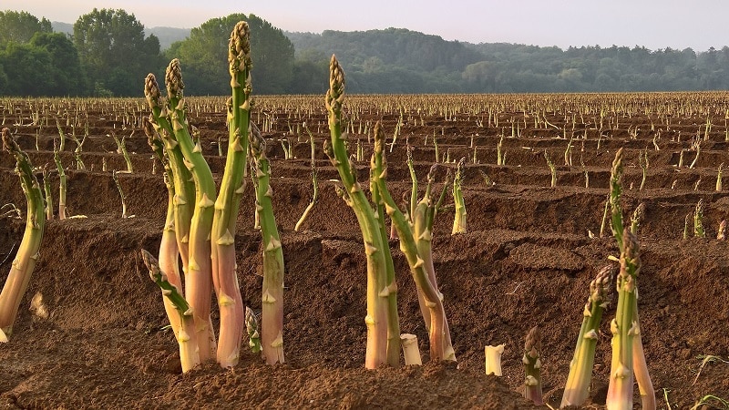 How asparagus grows: growing and caring in open ground for beginners