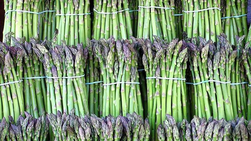 How asparagus grows: growing and caring in open ground for beginners