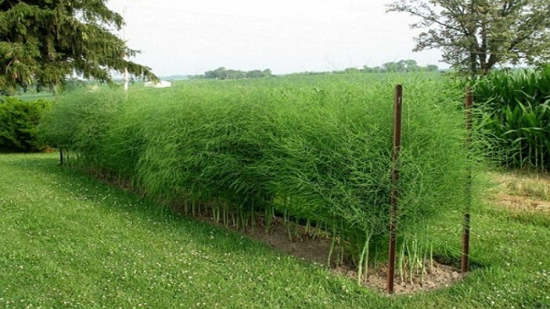 How asparagus grows: growing and caring in open ground for beginners