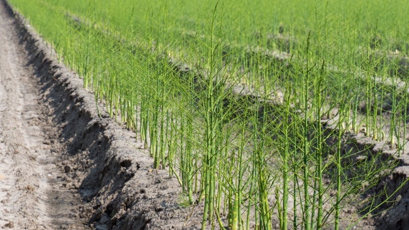How asparagus grows: growing and caring in open ground for beginners