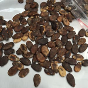 How to save watermelon seeds for planting at home