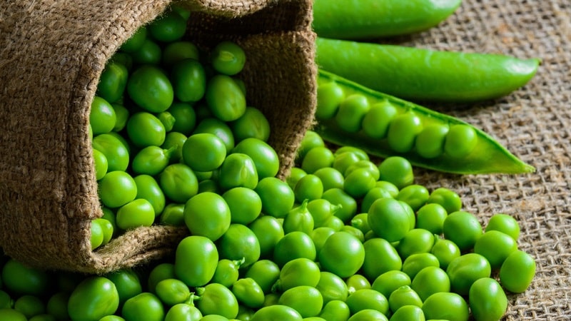 How to preserve green peas for the winter: we protect the crop from spoilage in three different ways