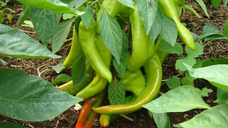 How to speed up the ripening of peppers in a greenhouse: the best methods and life hacks of experienced summer residents
