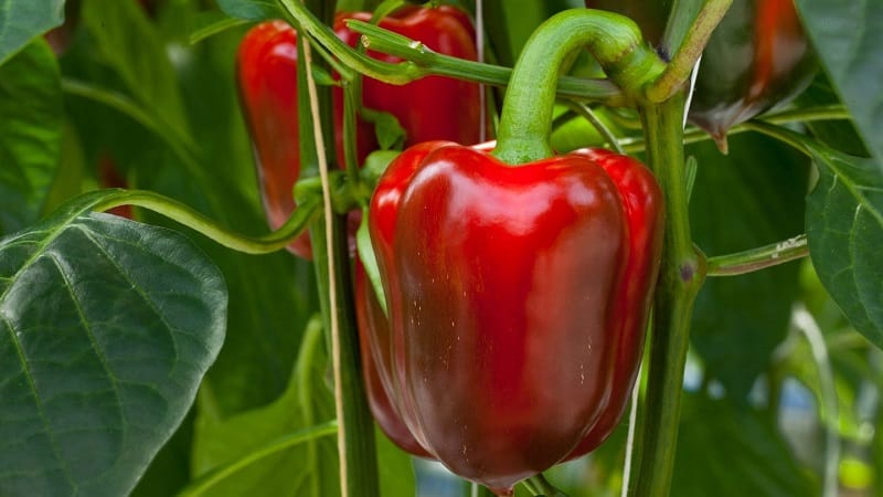 How to speed up the ripening of peppers in a greenhouse: the best methods and life hacks of experienced summer residents