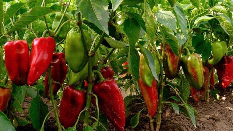 How to speed up the ripening of peppers in a greenhouse: the best methods and life hacks of experienced summer residents