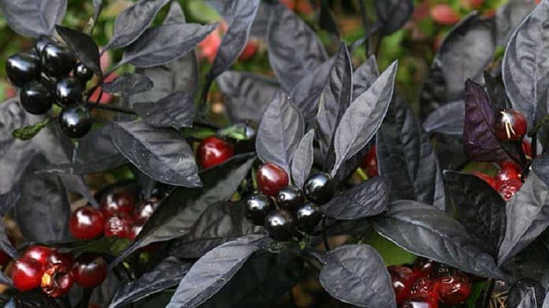 How to choose a variety and properly grow indoor peppers on a windowsill or balcony