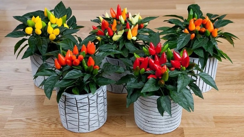How to grow and care for ornamental Capsicum peppers, and can you eat them?