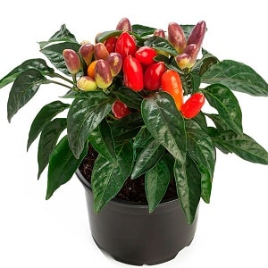 How to grow and care for ornamental Capsicum peppers, and can you eat them?