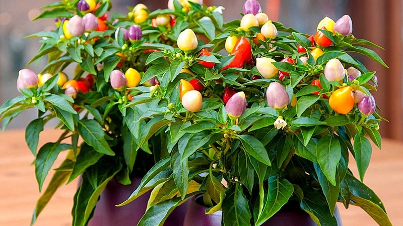 How to grow and care for ornamental Capsicum peppers, and can you eat them?