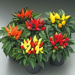 How to grow and care for ornamental Capsicum peppers, and can you eat them?