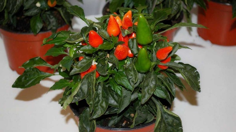 How to grow and care for ornamental Capsicum peppers, and can you eat them?