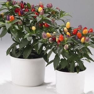 How to grow and care for ornamental Capsicum peppers, and can you eat them?