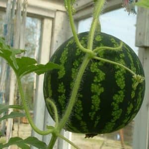 How to grow a watermelon at home from a seed: step-by-step instructions