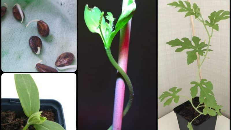 How to grow a watermelon at home from a seed: step-by-step instructions