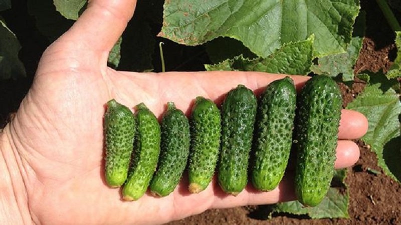 How to grow Ecole cucumbers on your plot and get an excellent harvest for universal use