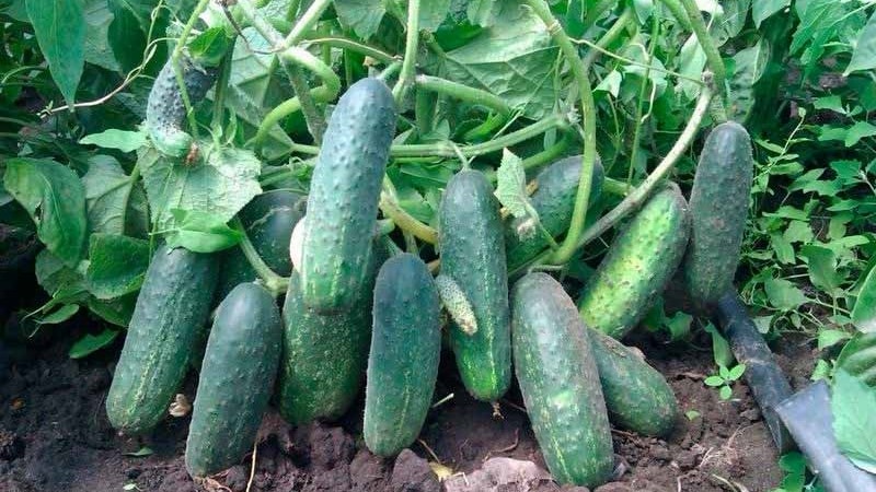 How to grow Ecole cucumbers on your plot and get an excellent harvest for universal use