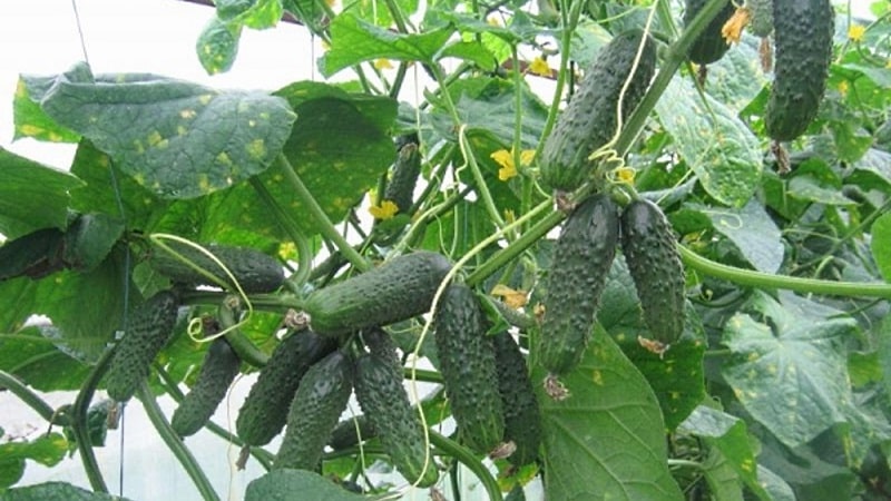 How to grow Ecole cucumbers on your plot and get an excellent harvest for universal use
