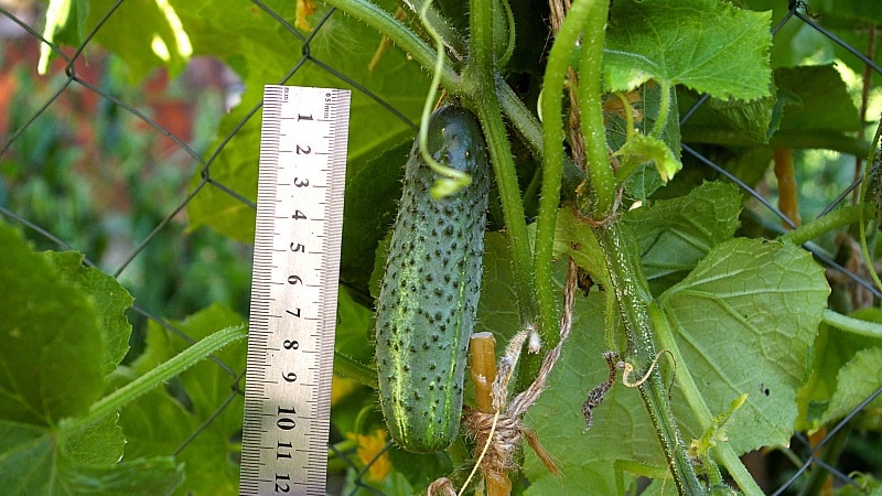 How to grow Ecole cucumbers on your plot and get an excellent harvest for universal use