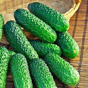 How to grow Ecole cucumbers on your plot and get an excellent harvest for universal use