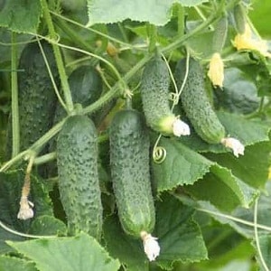 How to grow Ecole cucumbers on your plot and get an excellent harvest for universal use
