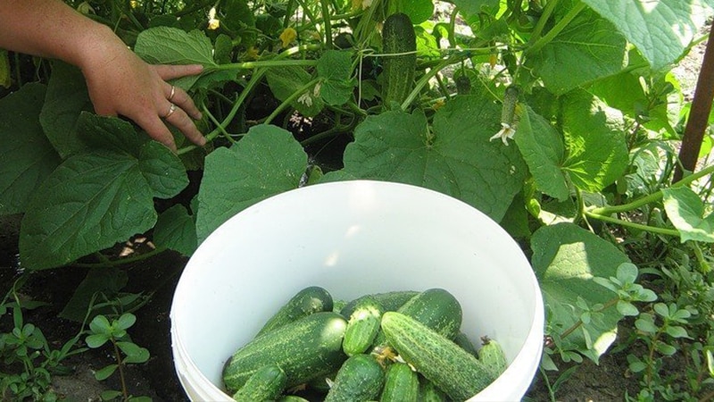 Secrets of the best agronomists: how to grow cucumbers in open ground