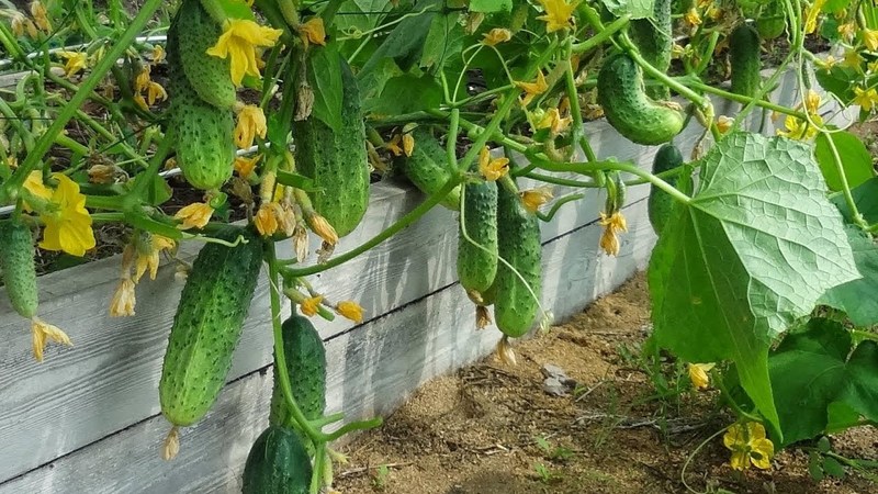 Secrets of the best agronomists: how to grow cucumbers in open ground