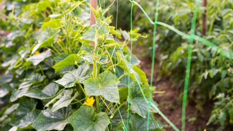 Secrets of the best agronomists: how to grow cucumbers in open ground