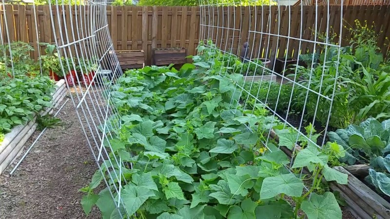 Secrets of the best agronomists: how to grow cucumbers in open ground