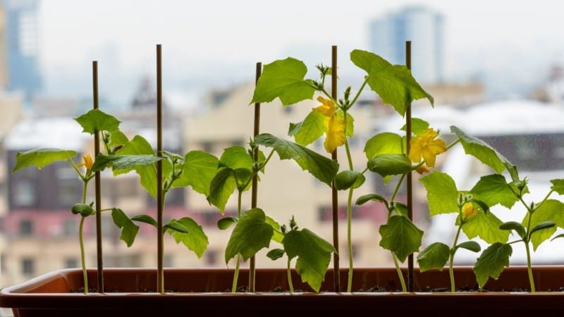 How to grow cucumbers on a windowsill in winter