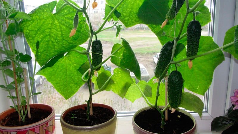 How to grow cucumbers on a windowsill in winter