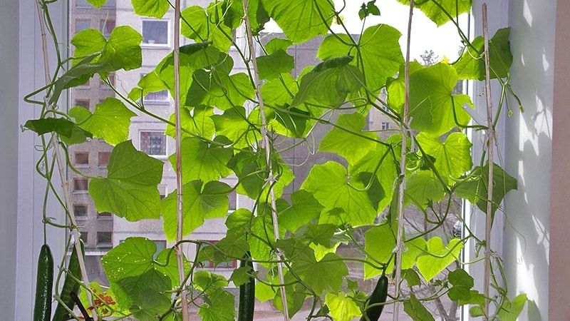 How to grow cucumbers on a windowsill in winter