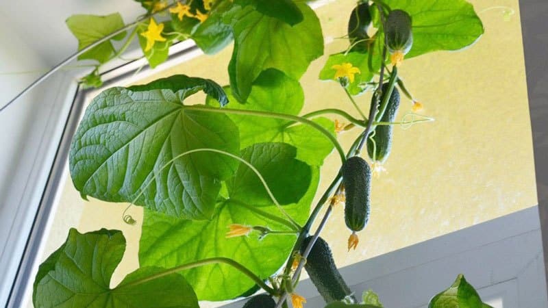 How to grow cucumbers on a windowsill in winter