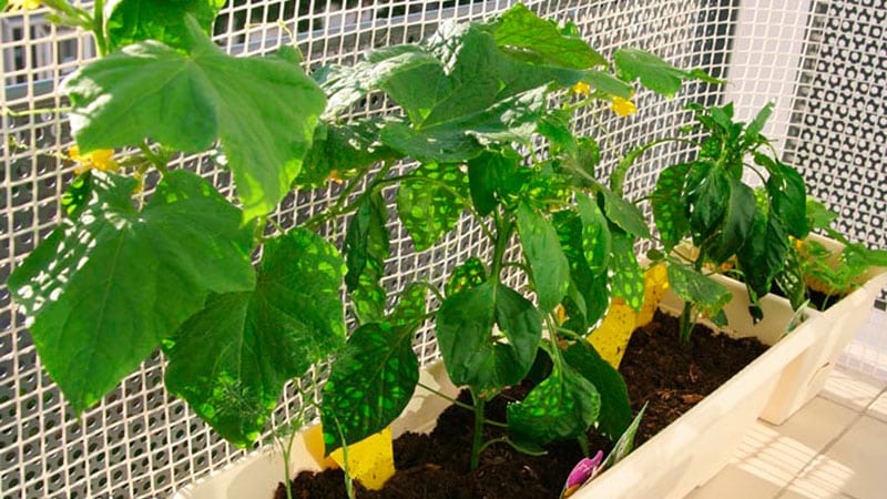 How to grow cucumbers on a windowsill in winter